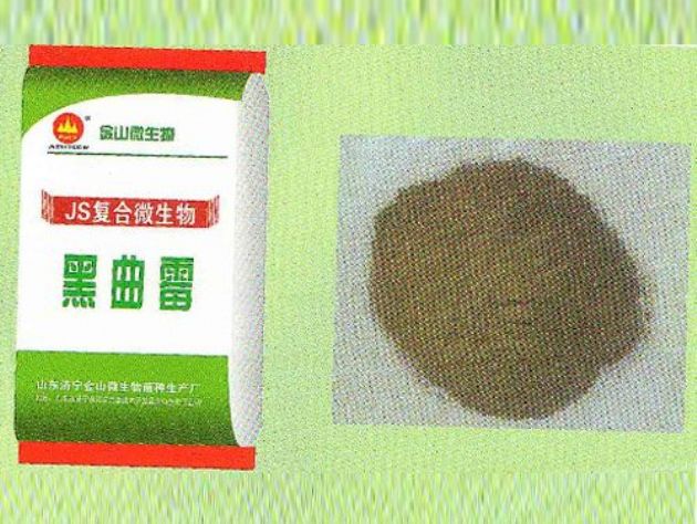 點(diǎn)擊查看詳細(xì)信息<br>標(biāo)題：黑曲霉 閱讀次數(shù)：3105